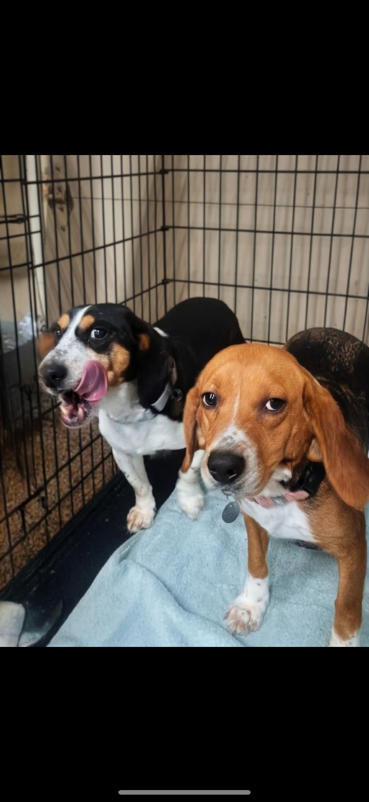 Enlarge Dottie & Daisy, a ADOPTABLE Beagle in Cleveland, OH image 4/5