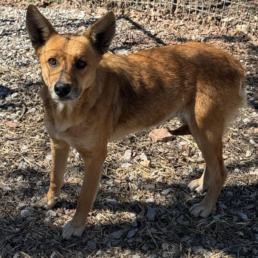 Skye, Adoptable, Adult Female Shepherd.
