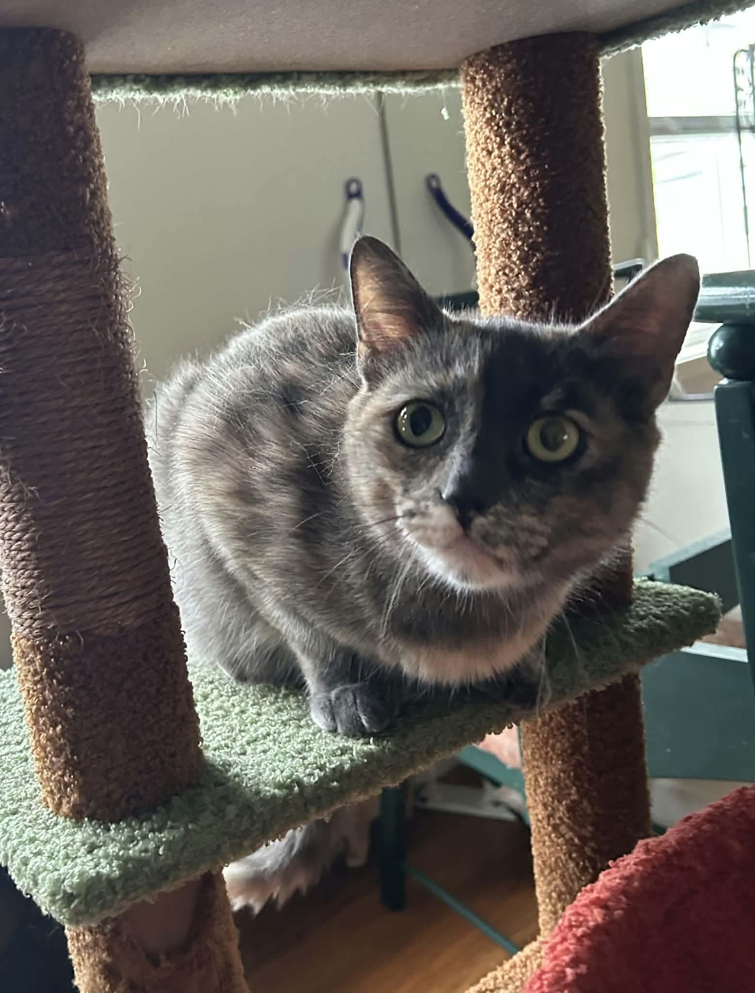 Sage Derby, a ADOPTABLE mixed breed in Gladstone, OR image 4/4