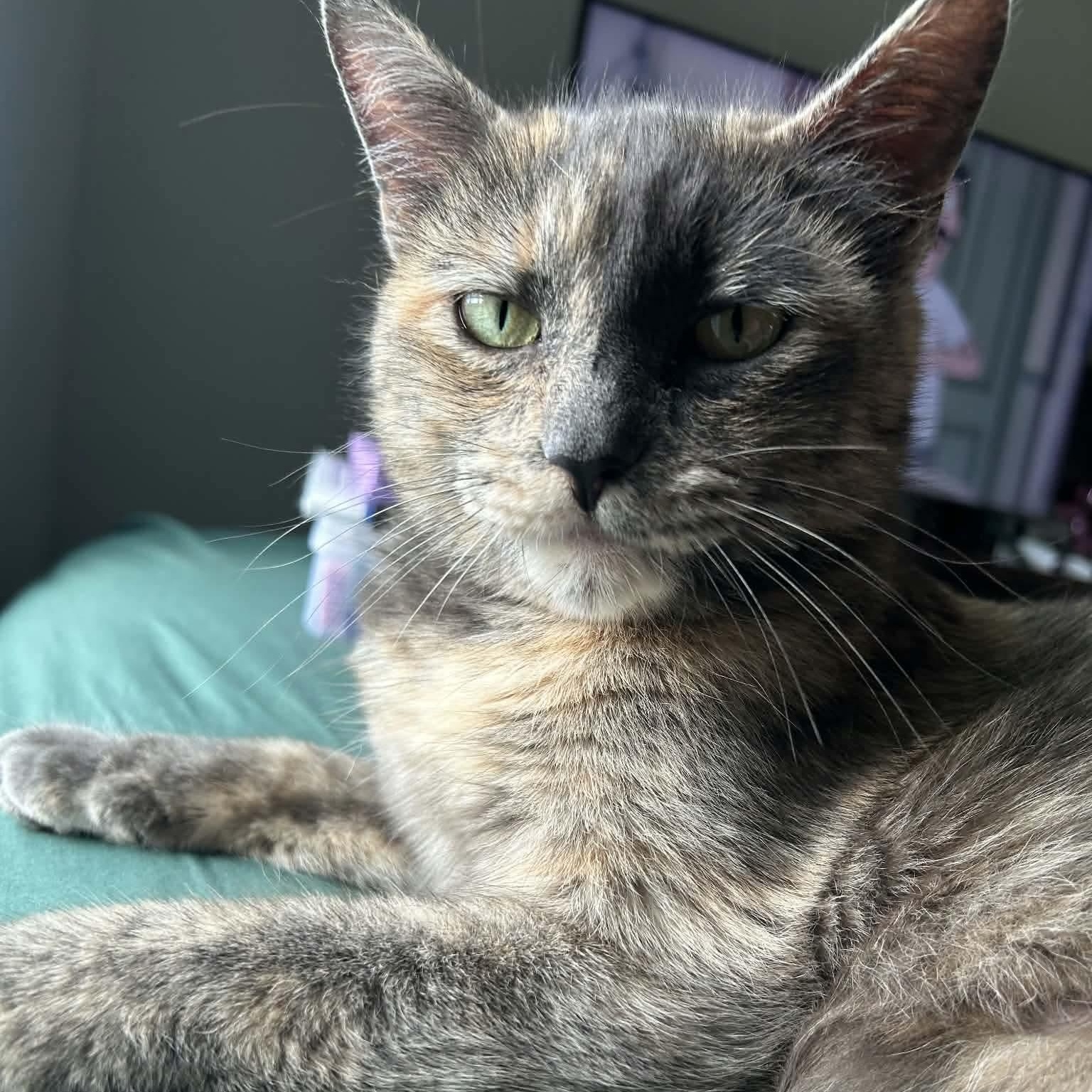Sage Derby, a ADOPTABLE mixed breed in Gladstone, OR image 2/4