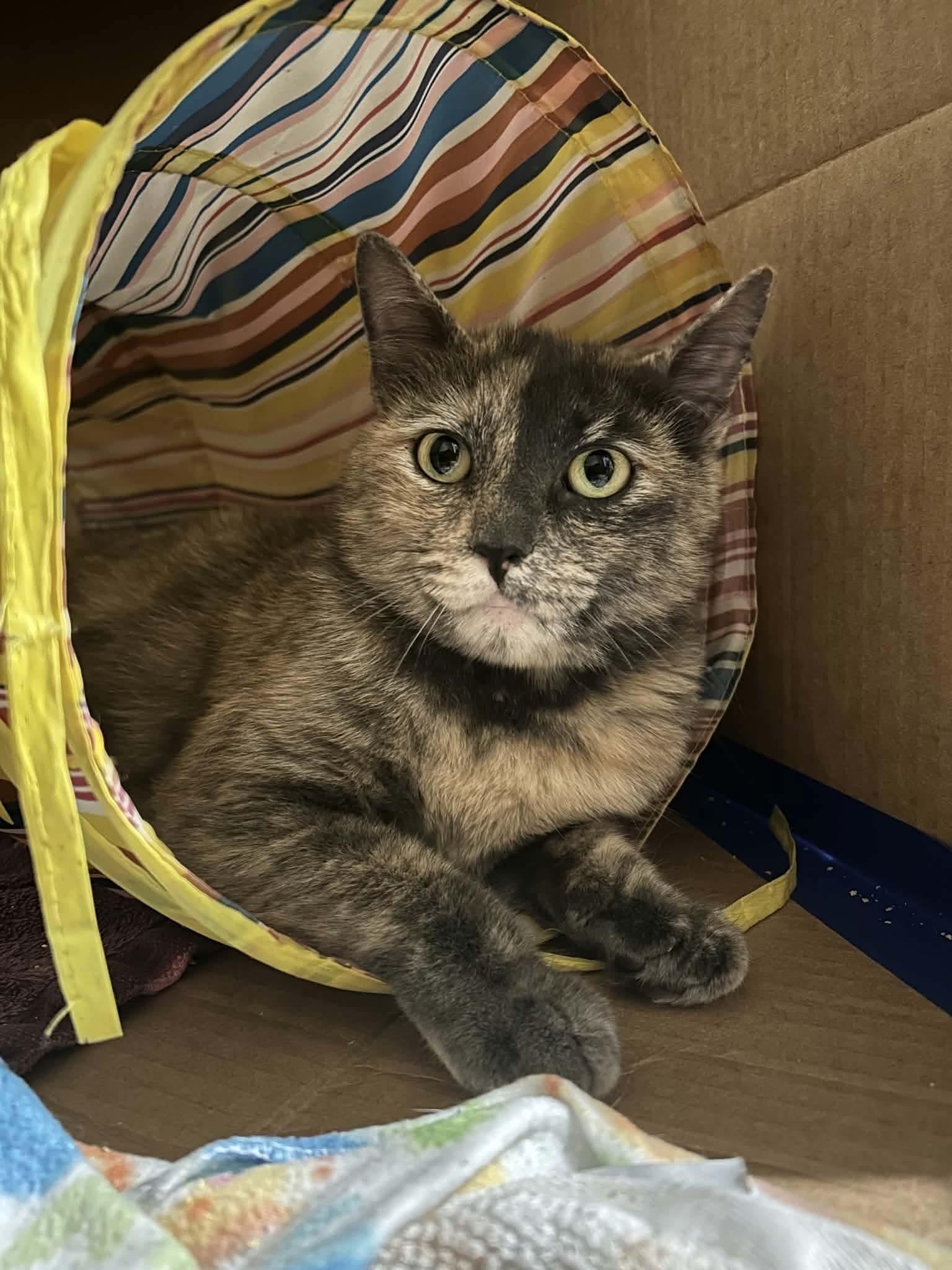 Sage Derby, ADOPTABLE, Young Female Tortoiseshell & Domestic Short Hair.