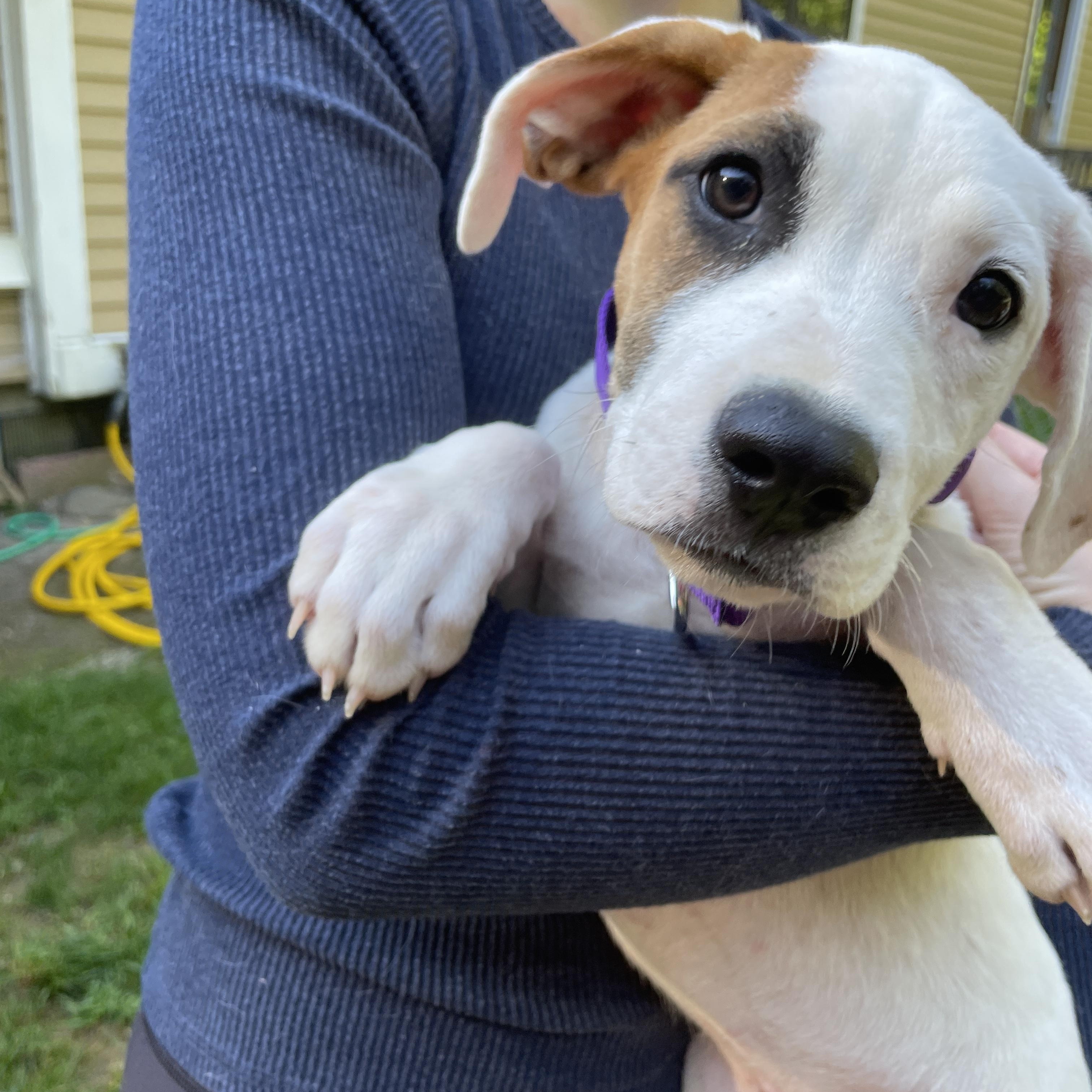 Sara, Adopted, Puppy Female Mixed Breed.