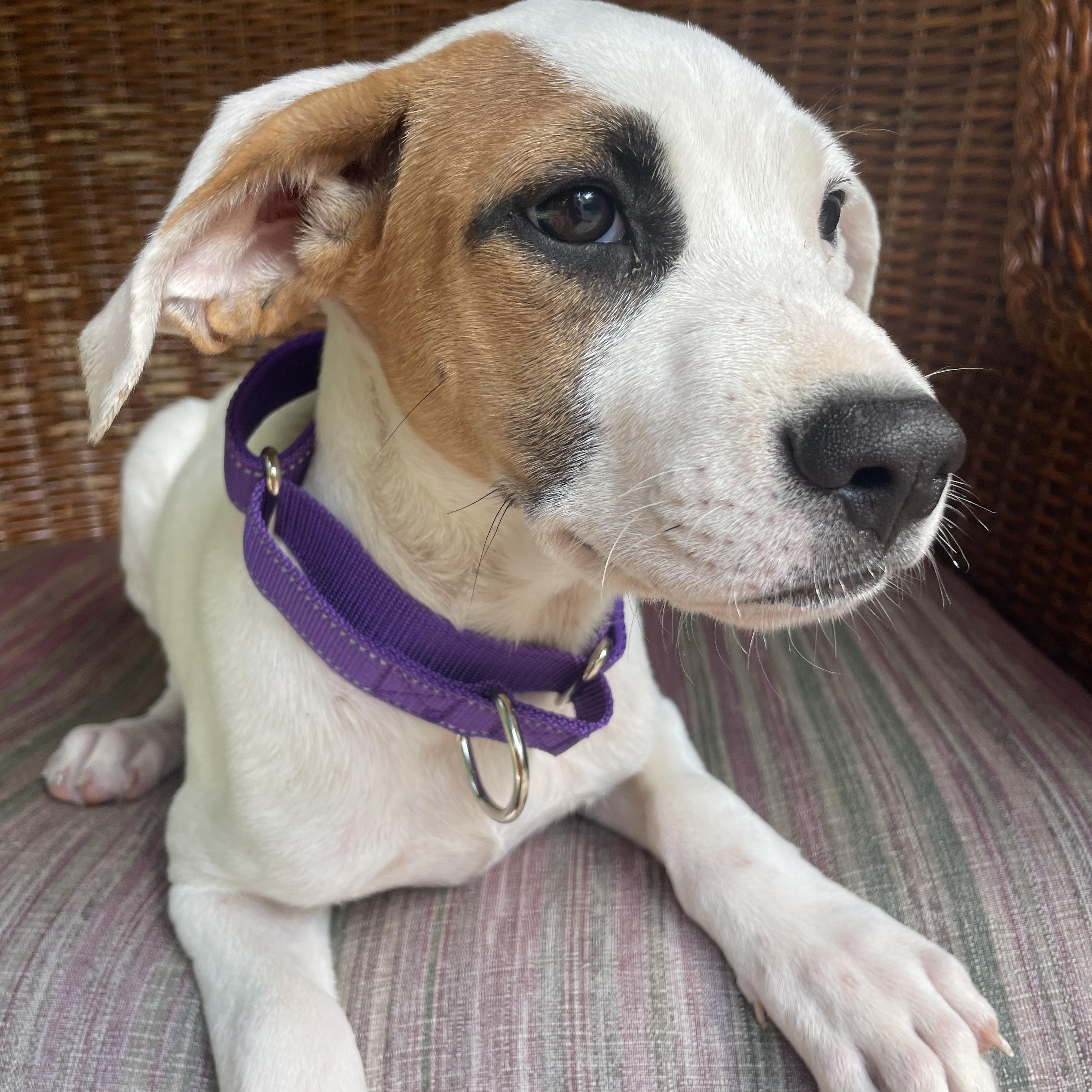 Enlarge Sara, a Adopted Mixed Breed in Berwick, ME image 2/3