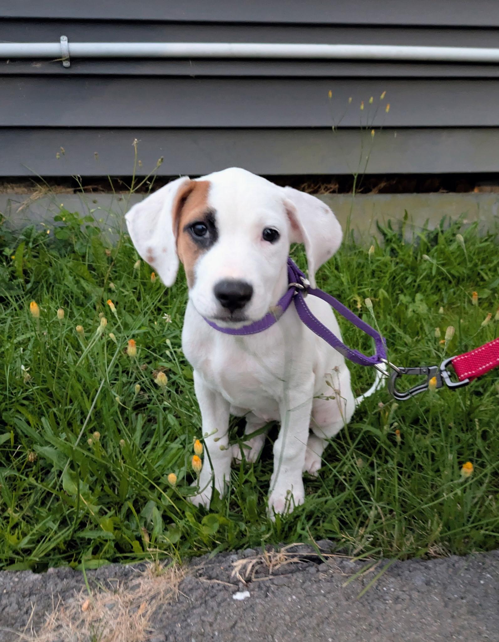 Enlarge Sara, a Adopted Mixed Breed in Berwick, ME image 3/3