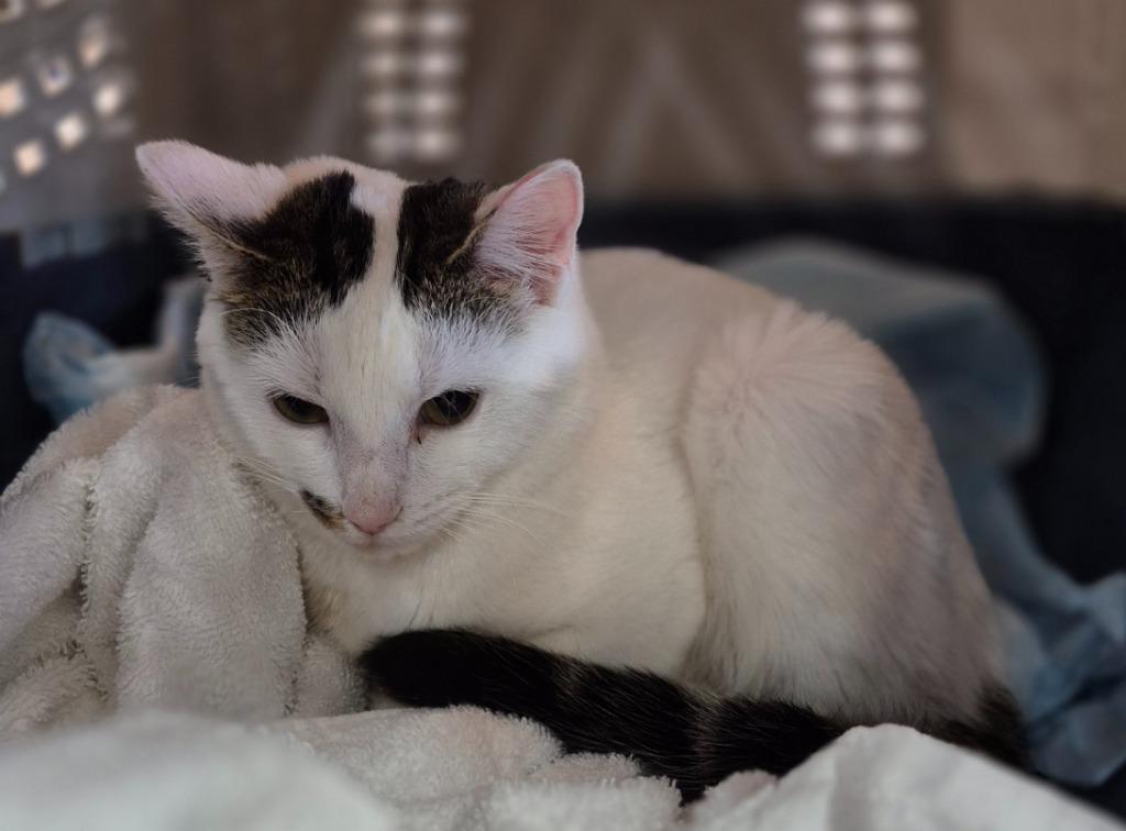 Tinsel, Adoptable, Young Female Domestic Short Hair.