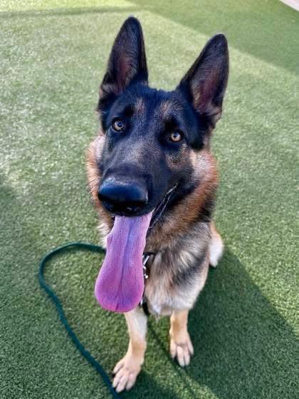 Mister Bobby, a ADOPTABLE German Shepherd Dog in Valley Center, KS image 4/4