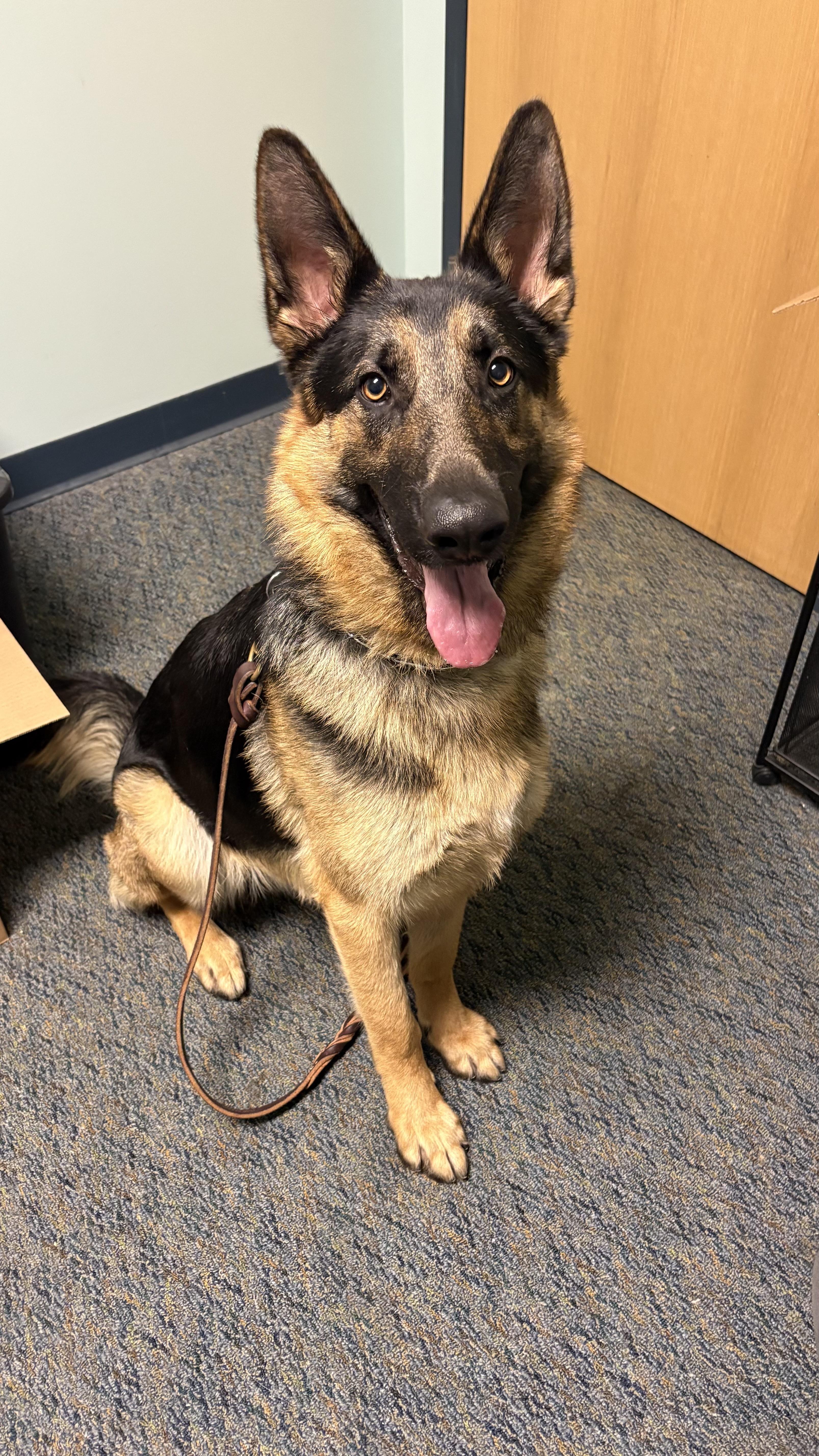 Mister Bobby, a ADOPTABLE German Shepherd Dog in Valley Center, KS image 1/4
