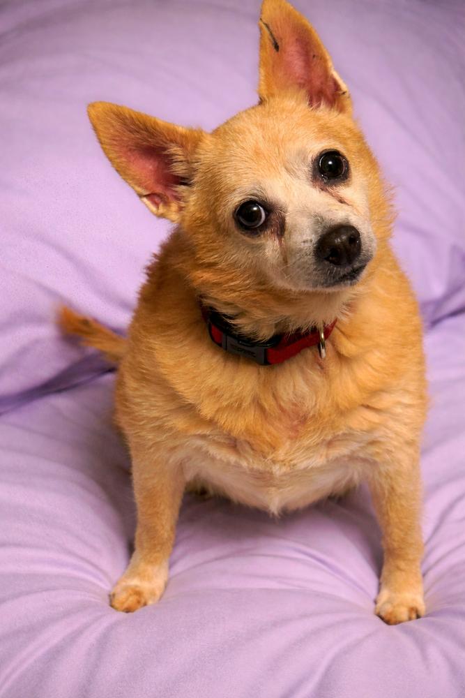 Baby (Bonded to Little Man - Senior)