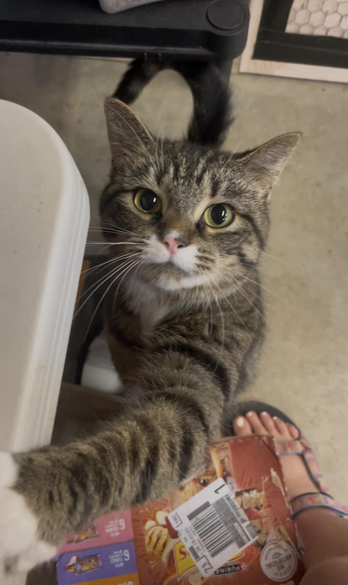 Butterball, Adoptable, Adult Female Domestic Short Hair.