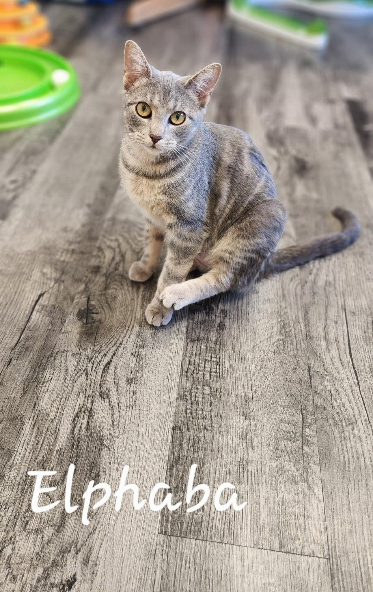 Elphaba, Adoptable, Young Female Domestic Short Hair.