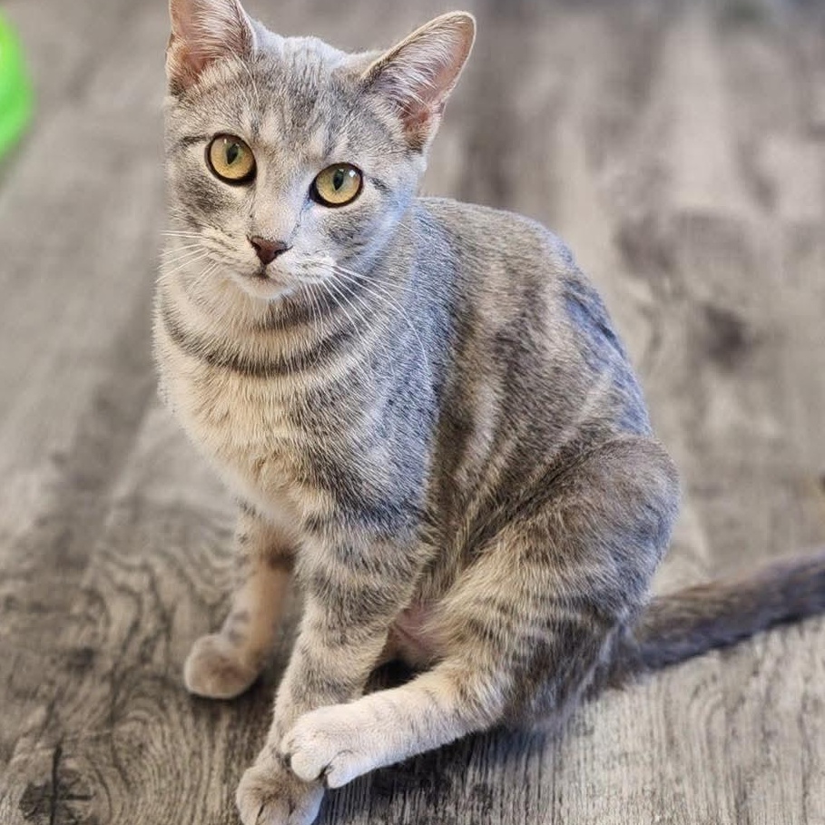 Enlarge Elphaba, a Adoptable Domestic Short Hair in Hazleton, IA image 1/1