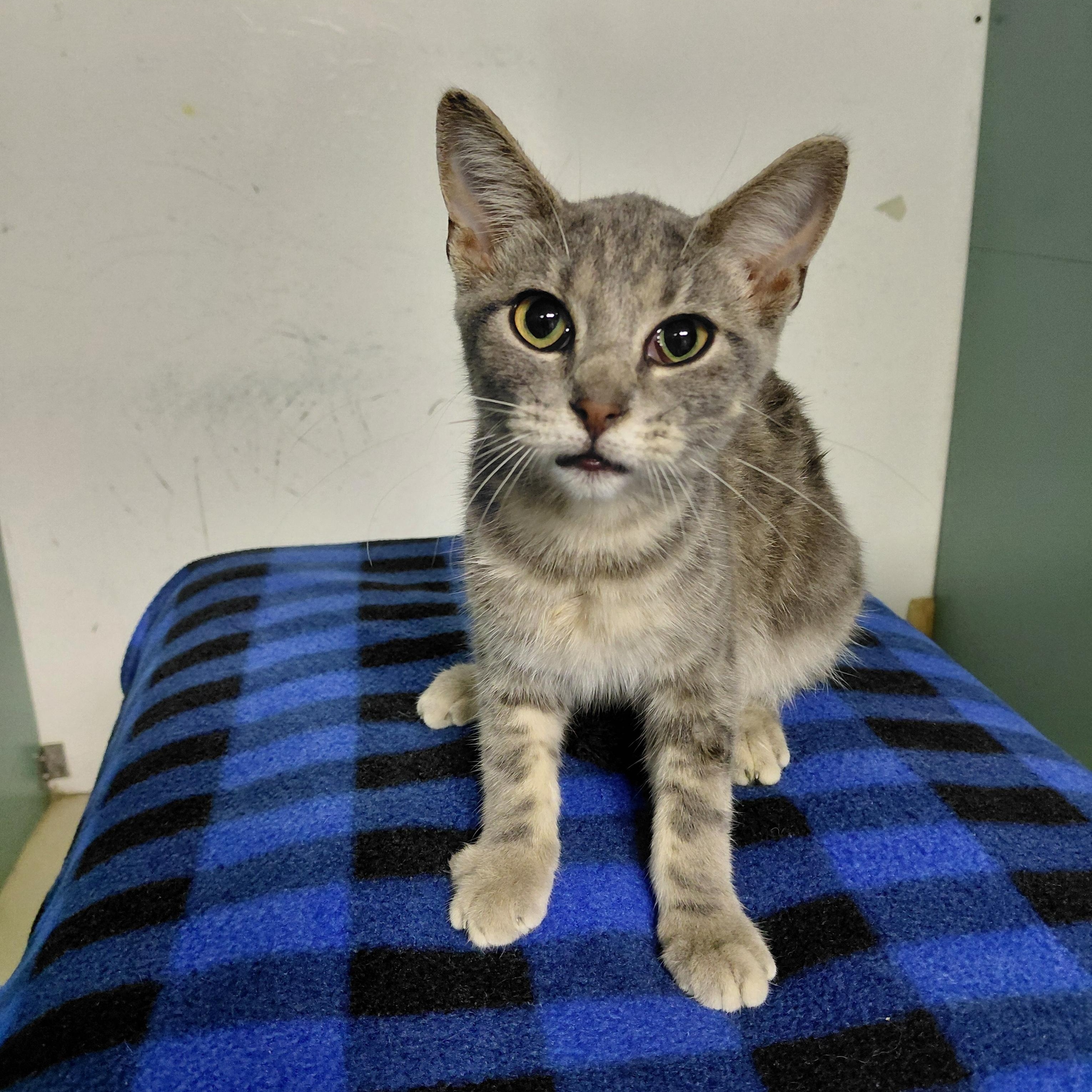 Elphaba, Adoptable, Kitten Female Domestic Short Hair.