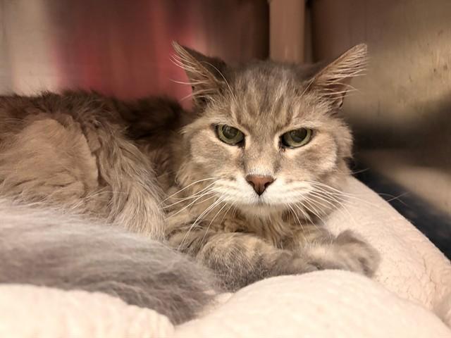 Enlarge OTTON, a Adoptable Domestic Medium Hair in Minneapolis, MN image 1/1