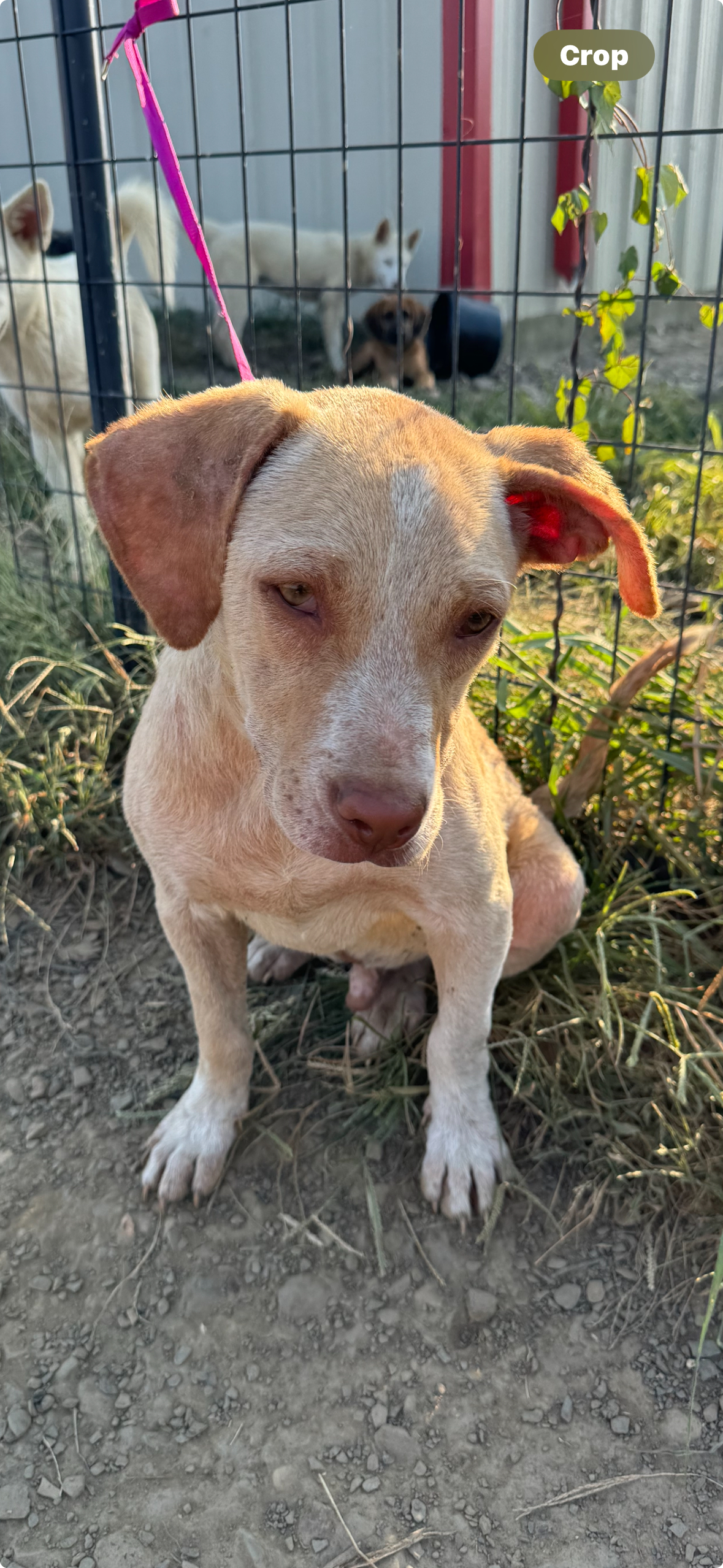 Enlarge Charlie, a Adopted mixed breed in Muldrow, OK image 1/1