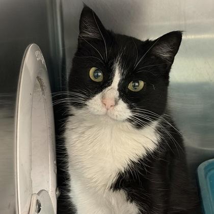 Duchess Meowington, a ADOPTABLE Domestic Short Hair in North Myrtle Beach, SC image 3/4