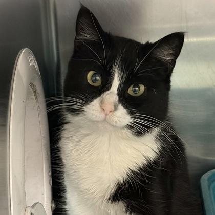 Duchess Meowington, a ADOPTABLE Domestic Short Hair in North Myrtle Beach, SC image 2/4