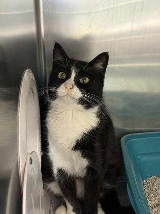 Duchess Meowington, a ADOPTABLE Domestic Short Hair in North Myrtle Beach, SC image 4/4