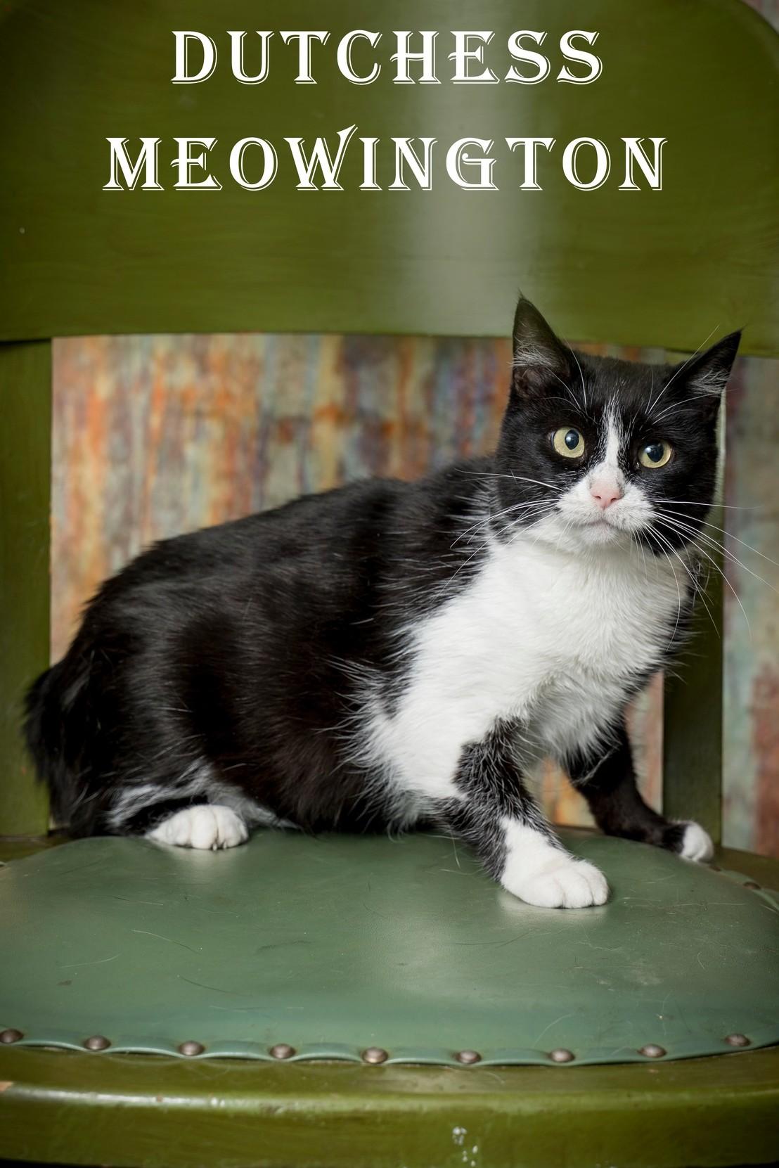 Enlarge Duchess Meowington, a ADOPTABLE Domestic Short Hair in North Myrtle Beach, SC image 1/5