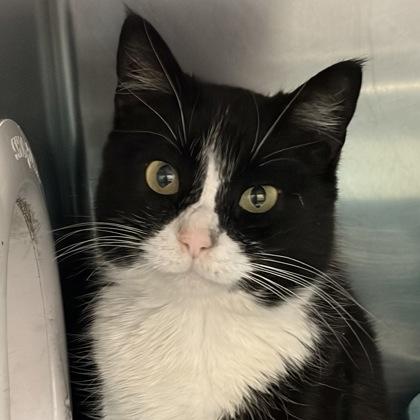 Duchess Meowington, ADOPTABLE, Senior Female Domestic Short Hair.