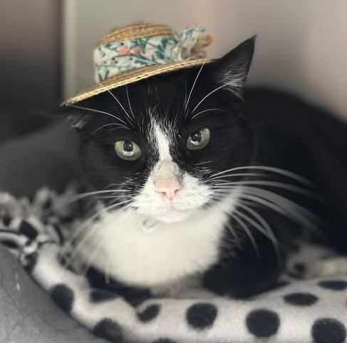 Enlarge Duchess Meowington, a ADOPTABLE Domestic Short Hair in North Myrtle Beach, SC image 4/6