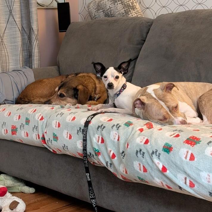 Enlarge Boq, a Adoptable mixed breed in Northville, MI image 1/5