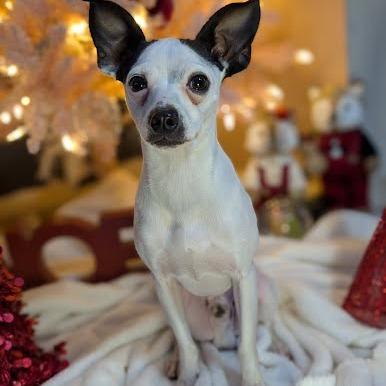 Enlarge Boq, a Adoptable mixed breed in Northville, MI image 2/5