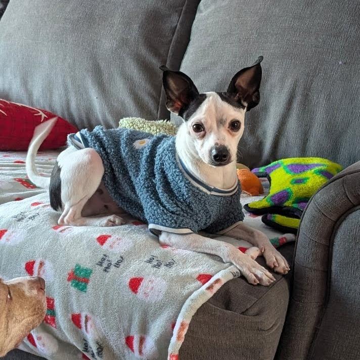 Enlarge Boq, a Adoptable mixed breed in Northville, MI image 3/5