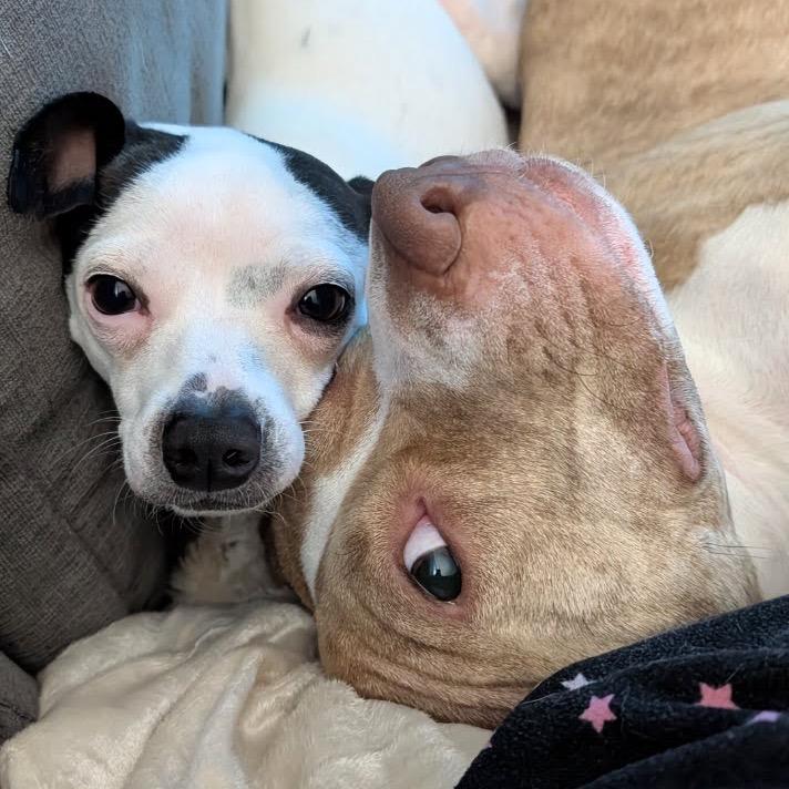 Enlarge Boq, a Adoptable mixed breed in Northville, MI image 4/5