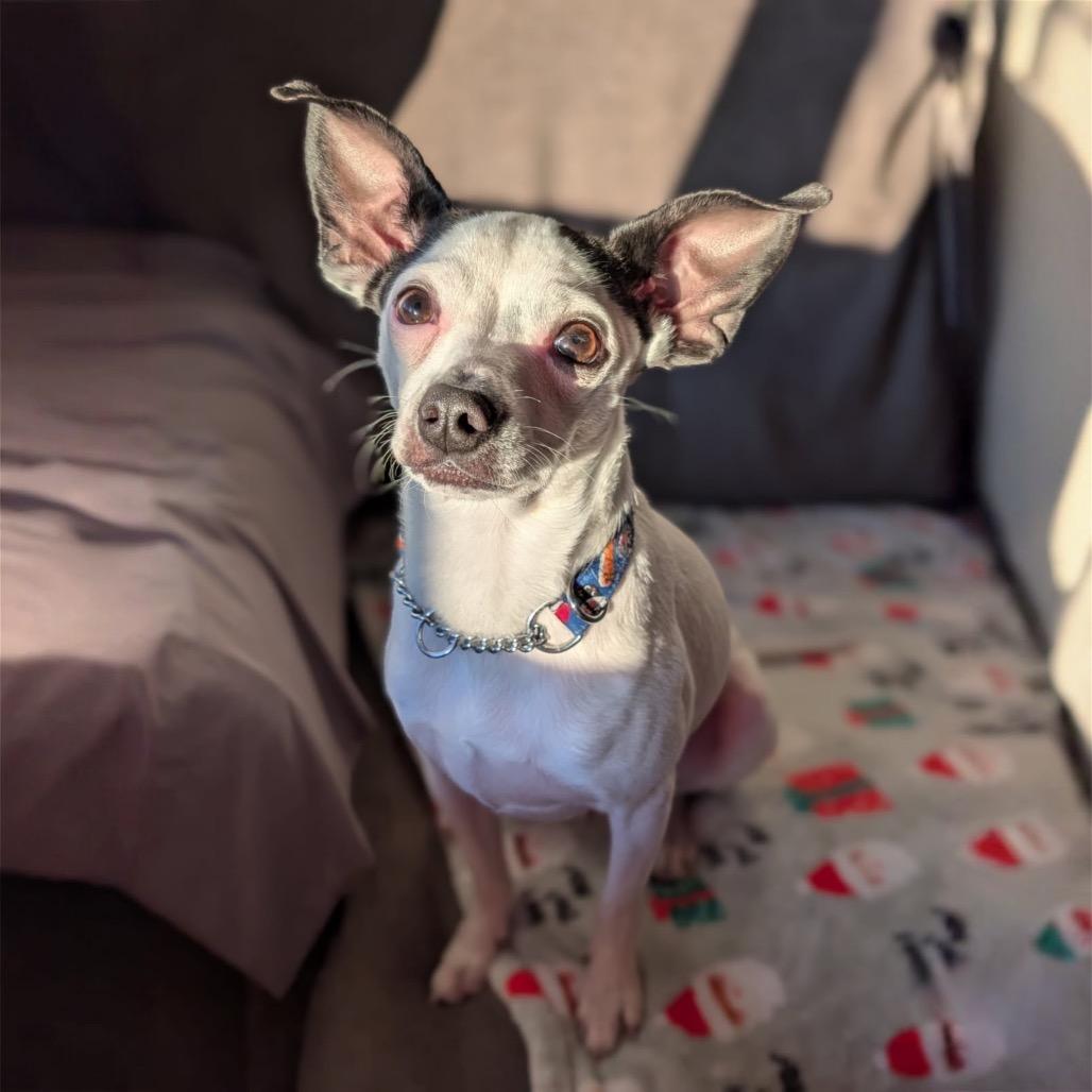 Enlarge Boq, a Adoptable mixed breed in Northville, MI image 5/5