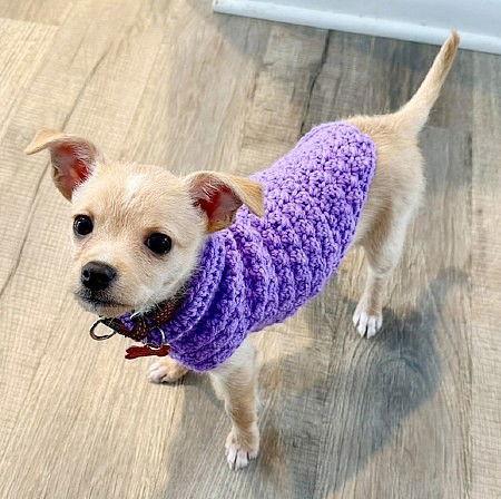 **FREYA**, Adopted, Puppy Female Chihuahua & Cairn Terrier.
