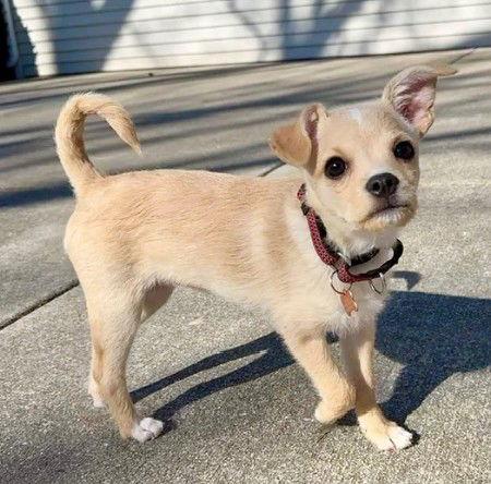 Enlarge **FREYA**, a Adopted mixed breed in North Prairie, WI image 3/3