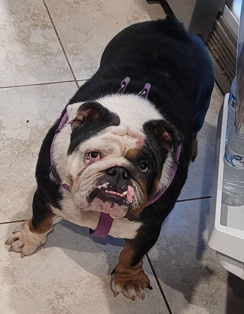 Lady, a ADOPTABLE English Bulldog in Palm Coast, FL image 5/5