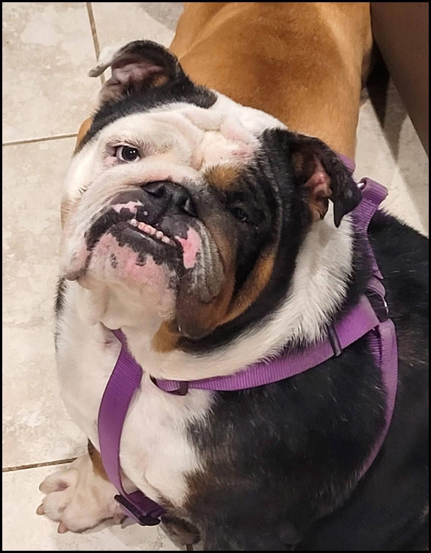 Lady, a ADOPTABLE English Bulldog in Palm Coast, FL image 1/5