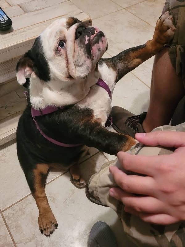 Lady, a ADOPTABLE English Bulldog in Palm Coast, FL image 3/5