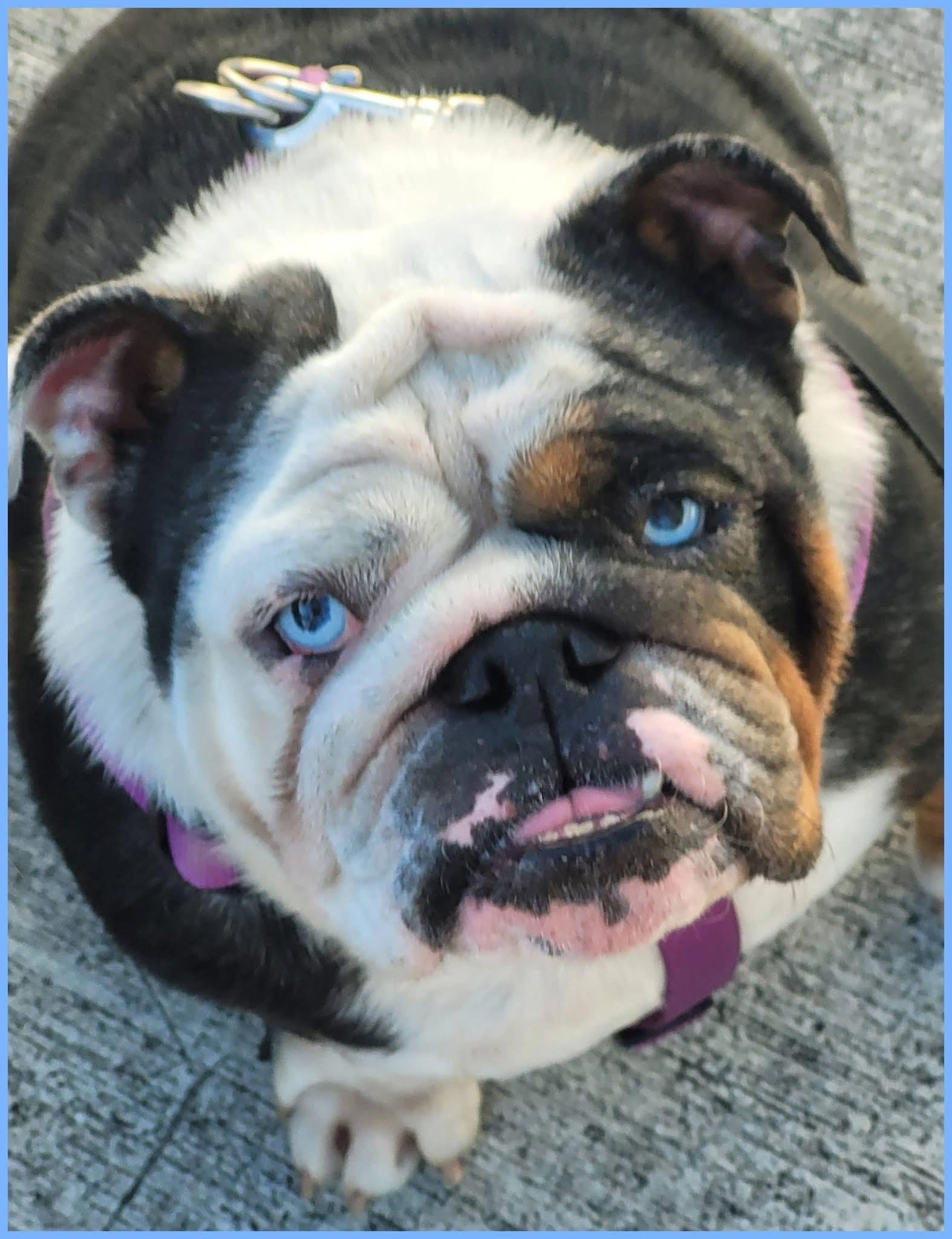 Lady, a ADOPTABLE English Bulldog in Palm Coast, FL image 4/5