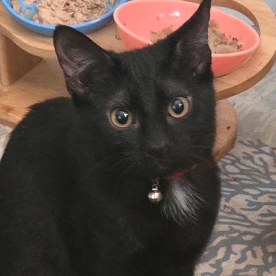 Rizzo (JoJo), a Adoptable Domestic Short Hair in Mount Laurel, NJ image 1/3