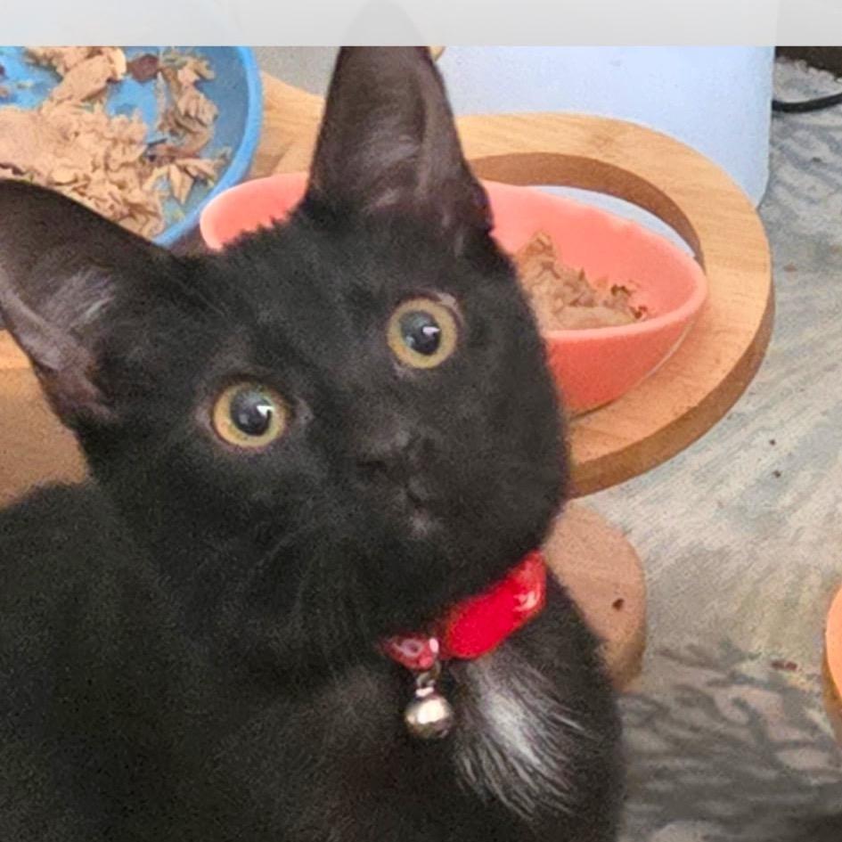 Rizzo (JoJo), a Adoptable Domestic Short Hair in Mount Laurel, NJ image 2/3