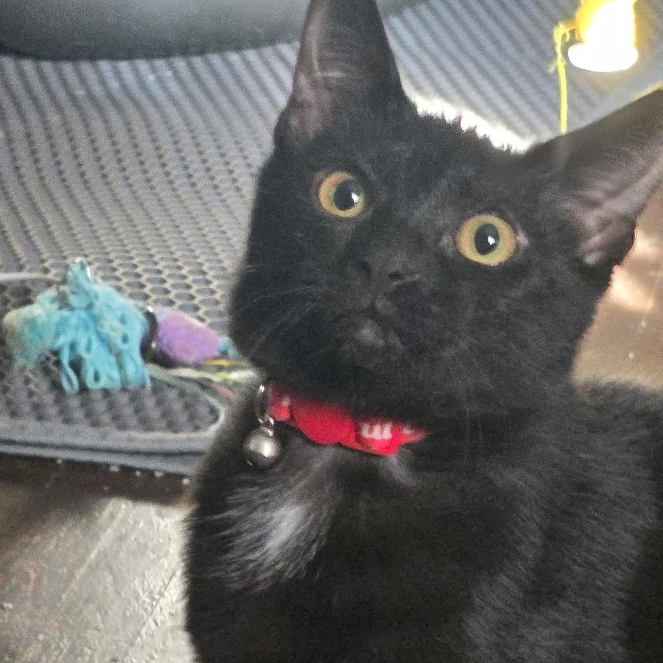 Rizzo (JoJo), a Adoptable Domestic Short Hair in Mount Laurel, NJ image 3/3