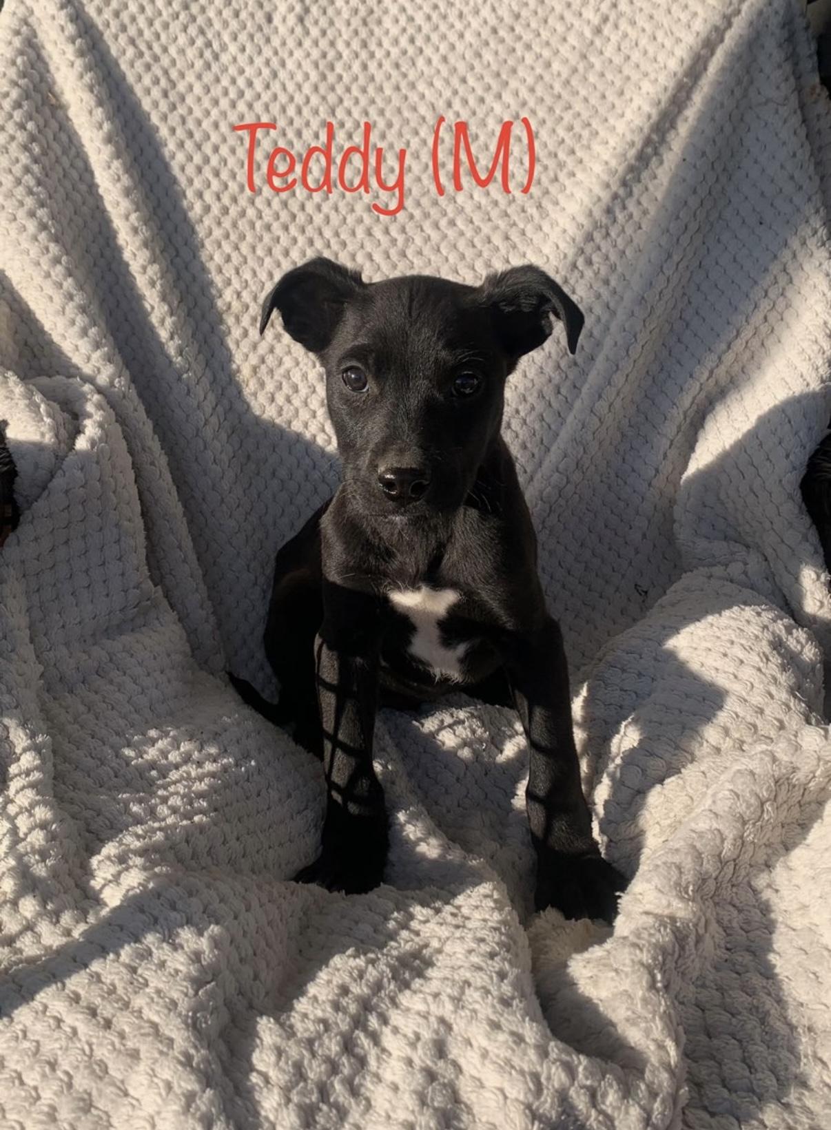 Enlarge Puppies!! Lab mixes !!, a ADOPTABLE mixed breed in Chattanooga, TN image 3/6