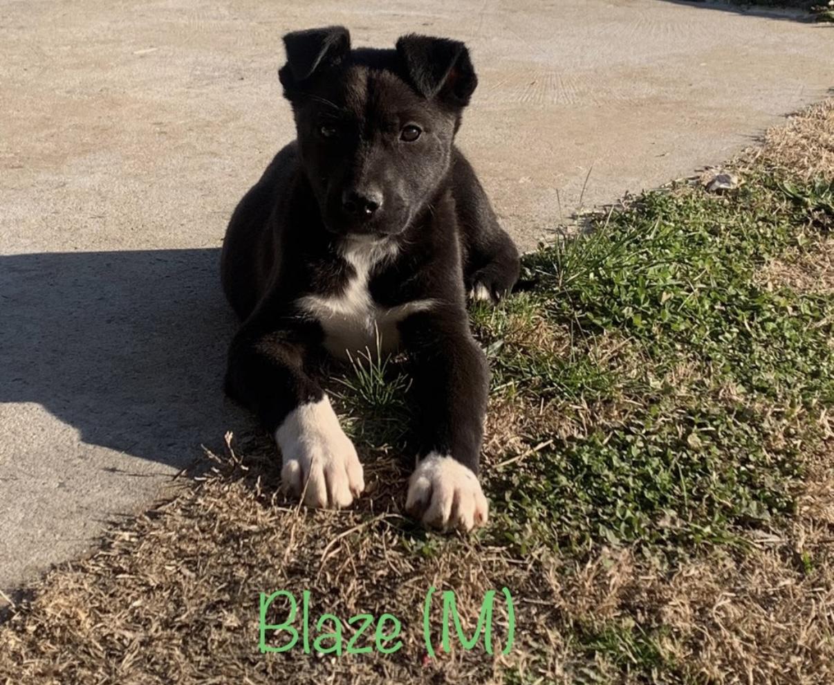 Enlarge Puppies!! Lab mixes !!, a ADOPTABLE mixed breed in Chattanooga, TN image 5/6