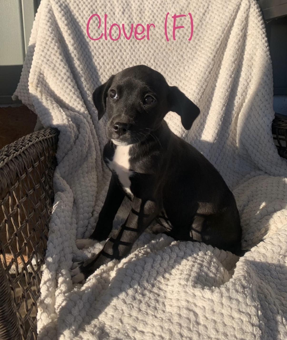 Enlarge Puppies!! Lab mixes !!, a ADOPTABLE mixed breed in Chattanooga, TN image 6/6