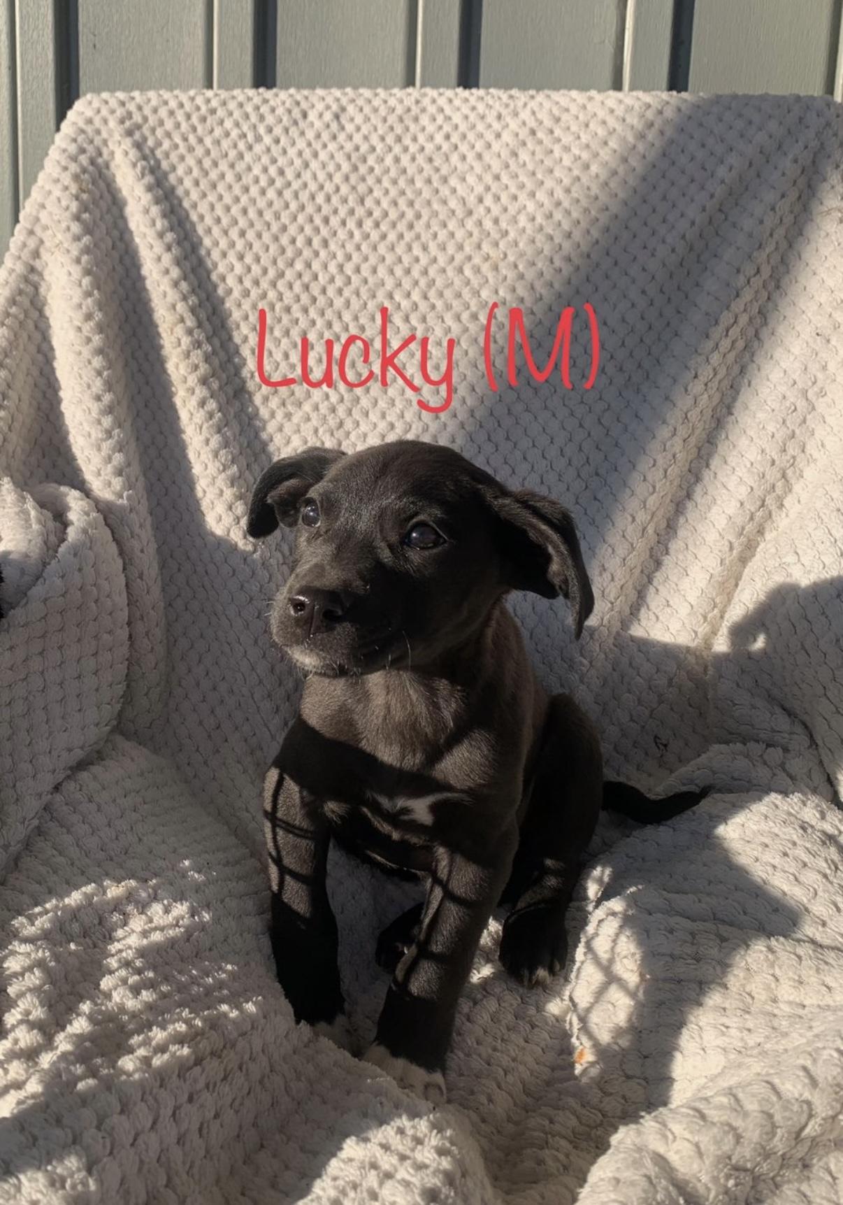 Puppies!! Lab mixes !!, ADOPTABLE, Puppy Female Labrador Retriever & Pit Bull Terrier.