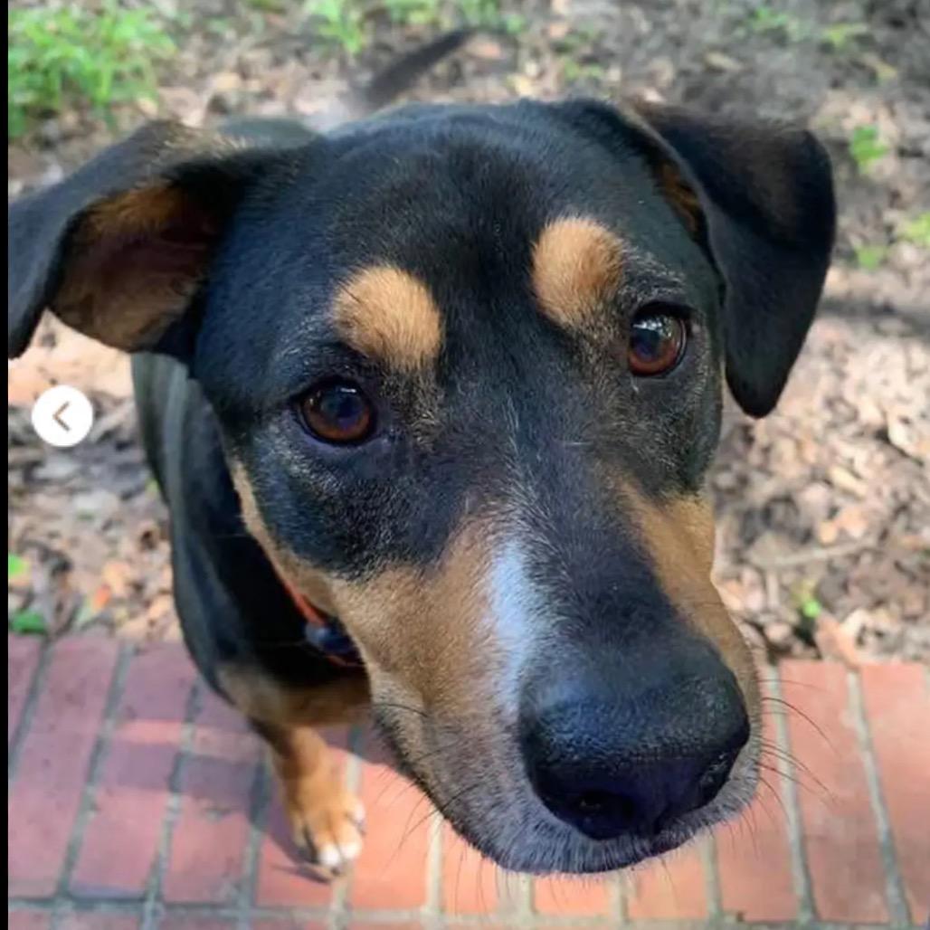 Coco, Adoptable, Senior Female Beagle & Rottweiler.