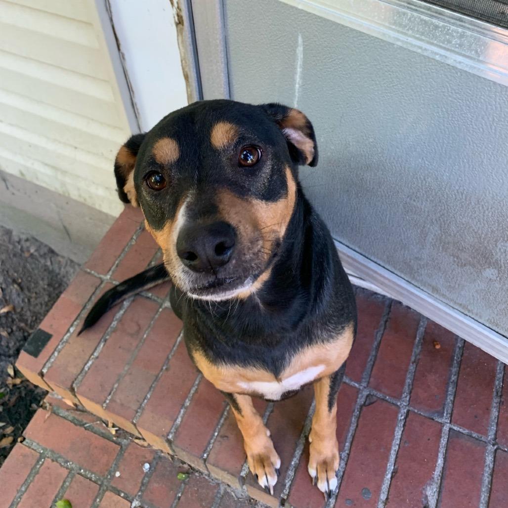 Enlarge Coco, a Adoptable mixed breed in Saratoga Springs, NY image 2/2