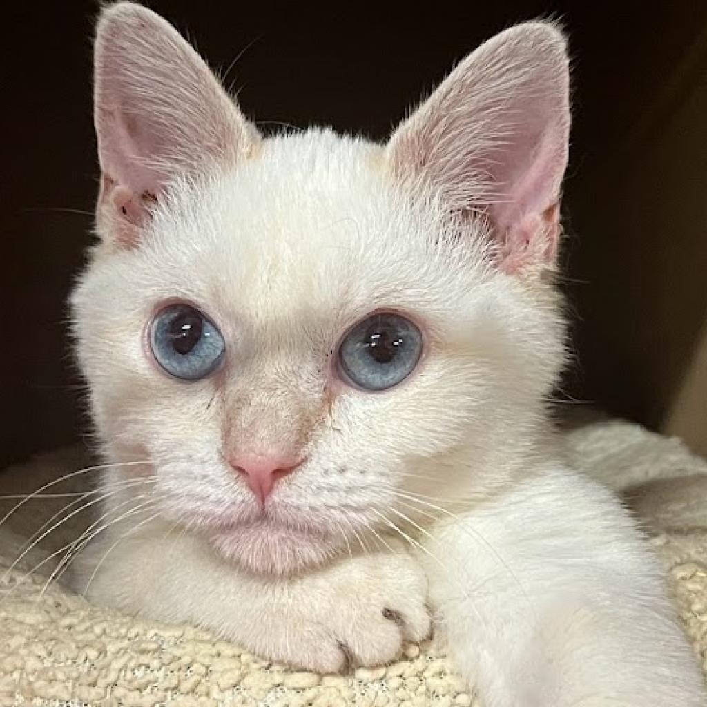 Enlarge Handsome, a Adoptable Siamese in Hemet, CA image 2/6