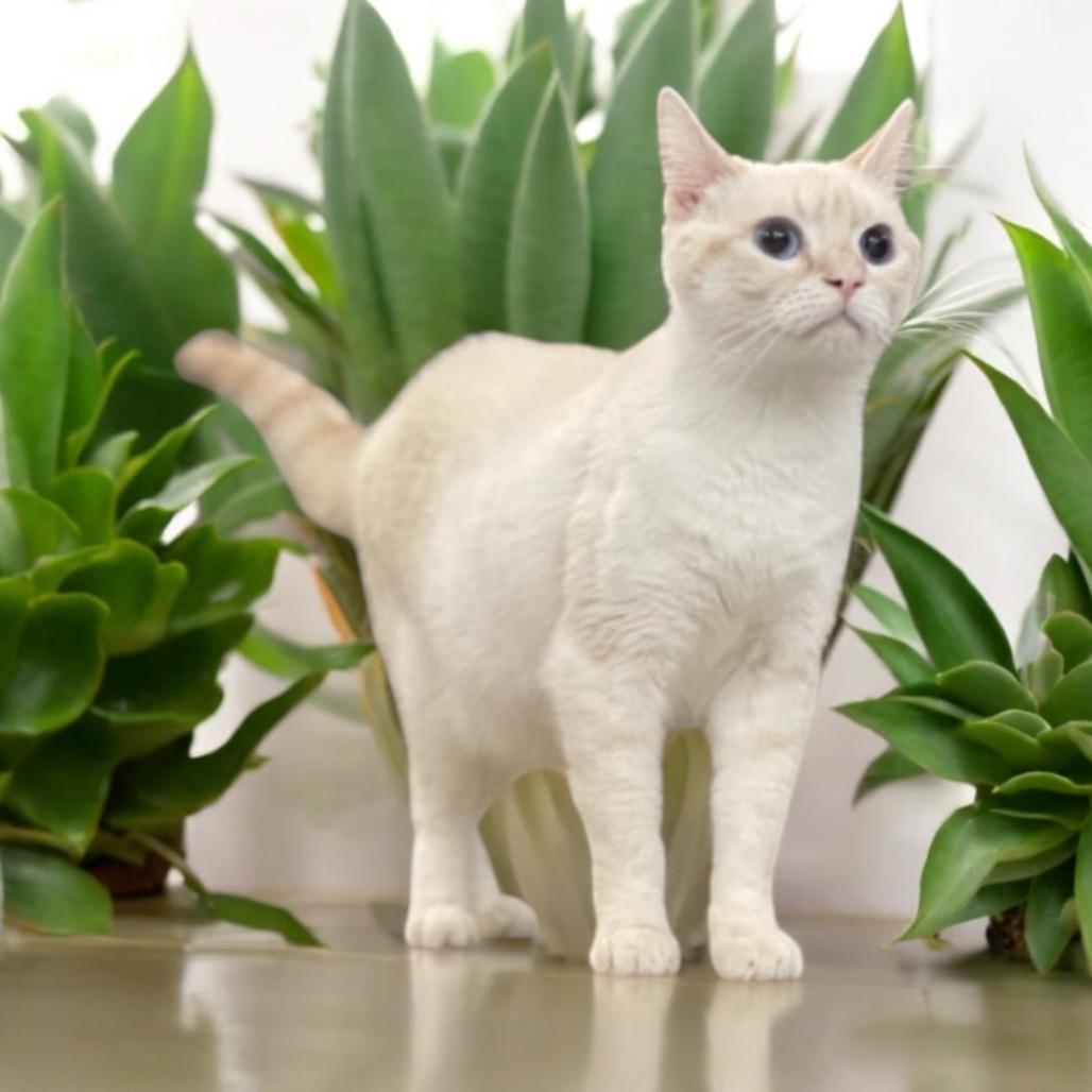 Enlarge Handsome, a Adoptable Siamese in Hemet, CA image 3/6