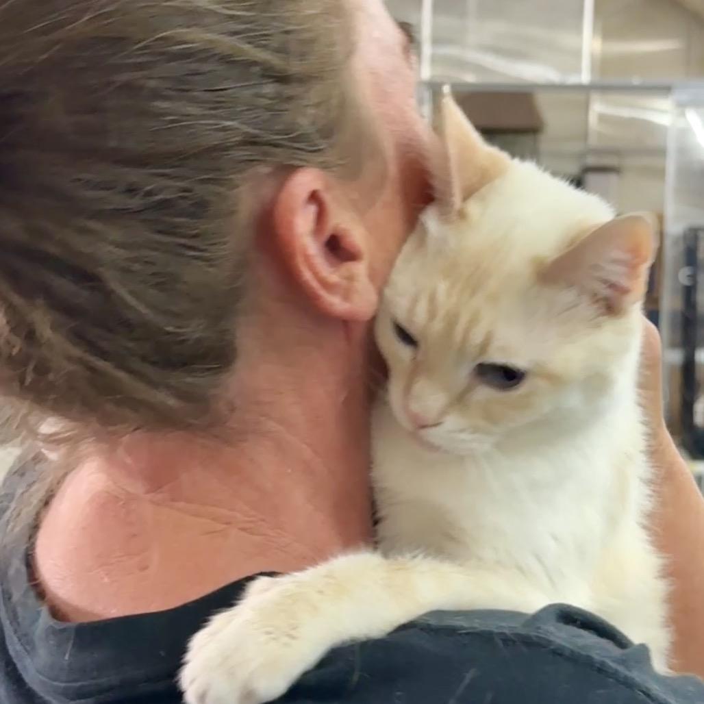 Enlarge Handsome, a Adoptable Siamese in Hemet, CA image 4/6