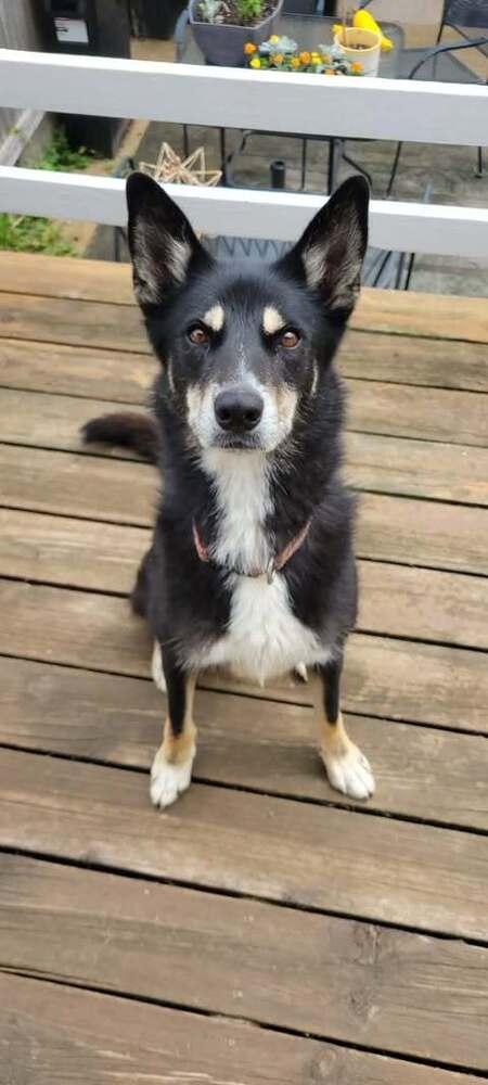 Alyana, Adoptable, Adult Female German Shepherd Dog.