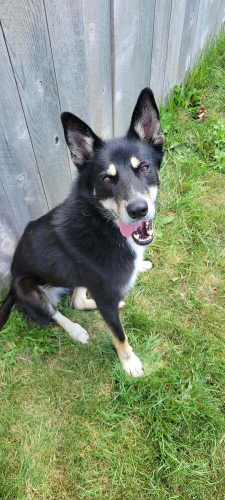 Alyana, a Adoptable mixed breed in Fredonia, WI image 2/5
