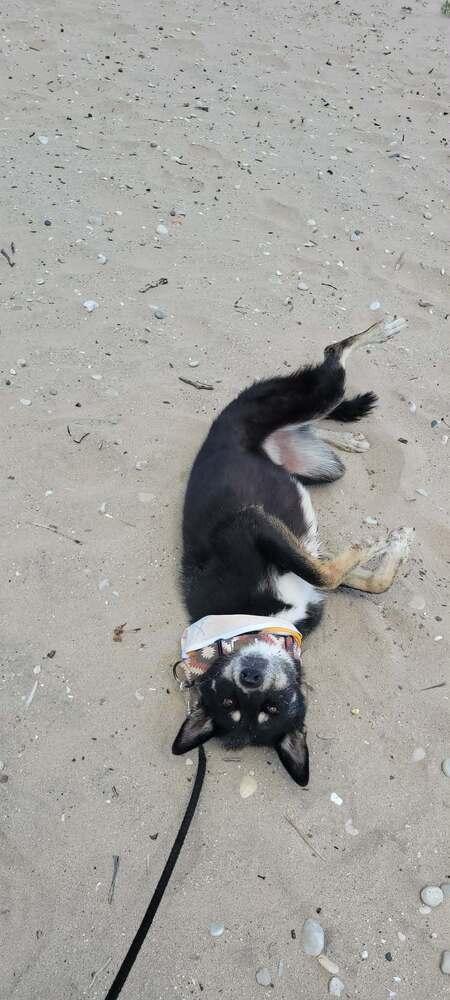 Alyana, a Adoptable mixed breed in Fredonia, WI image 3/5
